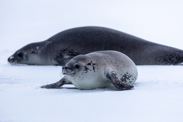 Two Crabeater seals next to each other on snow in Antarctica 