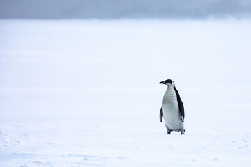 Emperor penguin standing on ice in the middle of a snow storm in Antarctica 