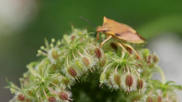 Shield bug sitting on a flower, also called carpocoris fuscispinus in the family pentatomidae