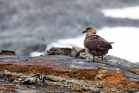 Close Up of a brown great antarctic skua on a rock with snow in the background
