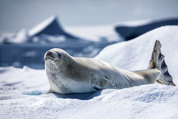 Close up Crabeater seal on top of a snow and ice floe in Antarctica 