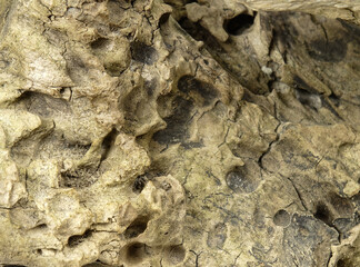 Surface of an old weathered tree trunk, background
