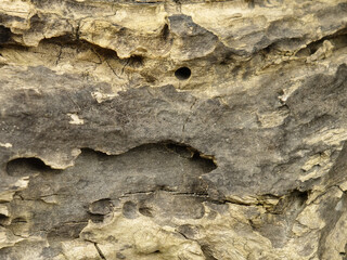 Surface of an old weathered tree trunk, background
