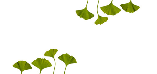 fresh spring ginkgo biloba leaves isolated on white background. Long banner. Copy space