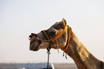 close up camel portrait , nature wildlife photography
