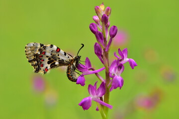 Zerynthia cerisyi  950