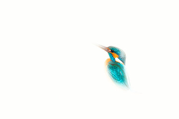 Fototapeta premium Kingfisher. A bird photo edited with high key technique. Artistic wildlife photography. White background. 