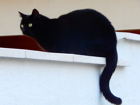 chat-noir