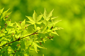 京都詩仙堂の青もみじ