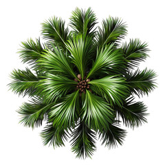 palm tree isolated on white