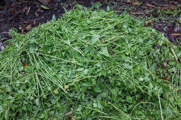 A pile of green grass and weeds from the garden for feeding poultry and animals.