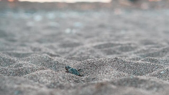 A newly hatched from an egg rare red-listed sea turtle Caretta Caretta crawls to the sea from its nest