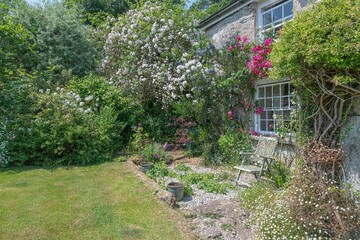 traditional scene of roses bushes over a cottage