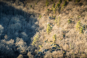 Oiseau en vol au dessus de Saint Victor sur Loire