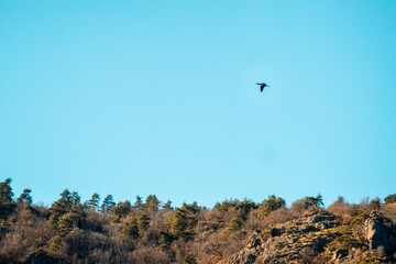 Oiseau en vol au dessus des gorges de la Loire
