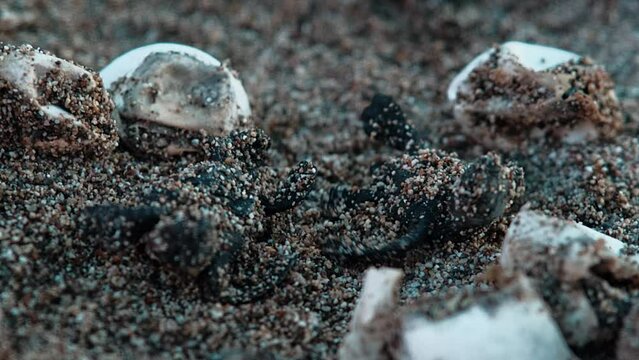 A newly hatched from an egg rare red-listed sea turtle Caretta Caretta crawls to the sea from its nest