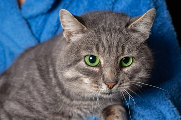 A beautiful gray cat in the arms of a man in blue clothes with paws in his hands in the daylight.