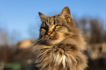 Gray cat is sitting outside on a summer day, Sun light