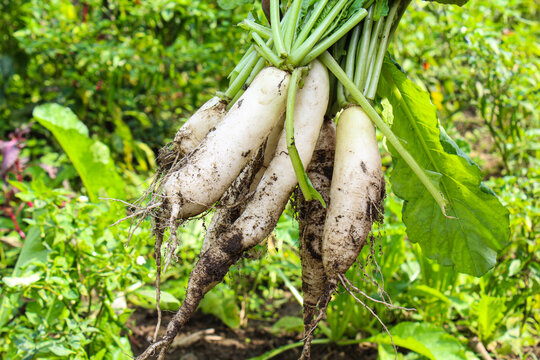 White Radish or mooli After harvesting from field close-up view 