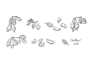 Hand drawn sketch of Cashew nuts on brunch and peeled nuts outline. Vector illustration isolated. 