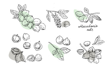 Green and black outline macadamia nut set in vintage sketch style. Lineart vector illustration of australian nuts for cosmetic, food background. Macadamia oil fruit hand drawn doodle set. Plant parts