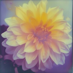 dahlia flower, nostalgia, hope, park, memory, polaroid photo