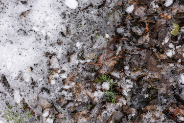 Dry leaves frozen in the cold of the night in the mountains