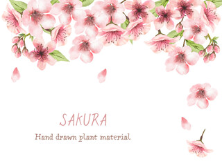 Naklejka premium 桜のフレーム（水彩画）