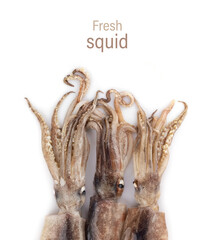 Fresh squid isolated on white background, Squid isolated on white