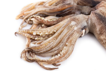 Fresh squid isolated on white background, Squid isolated on white