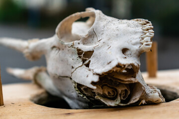 Skull of young deer with its teeth and antlers