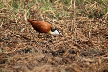 African Jacana are colorful water bird with long and uncredible long toes looking for food on a beautiful day along the river side.