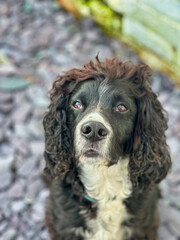 Black English Cocker Spaniel dog