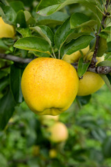 Gunma Meigetsu, a delicious apple variety in the orchard.