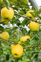 Gunma Meigetsu, a delicious apple variety in the orchard.