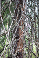 
A pine tree with a bunch of branches around it