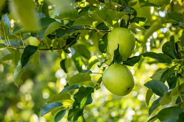 Shinano Gold, a delicious apple variety from the orchard.