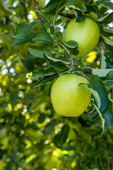 Shinano Gold, a delicious apple variety from the orchard.
