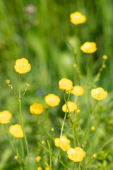 Fototapeta premium Yellow Flowers in the green field