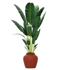 Potted Bird of Paradise plant