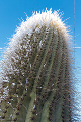 Snow covered cactus against a blue sky in Tafi del Valle, Tucuman, Argentina