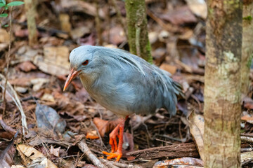 Cagou, Grande Terre, New Caledonia