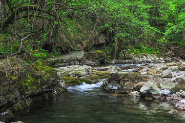 Serene Forest Creek with Rocky Banks