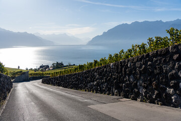View of lake geneva with vineyards in the front in the sun 