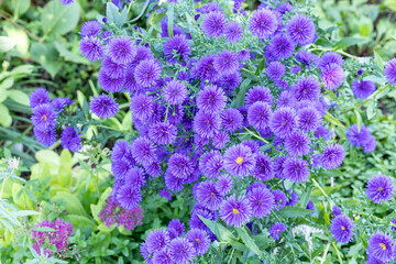 Fototapeta premium Lilac aster flowers in full bloom in the autumn garden.