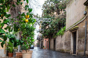 Lemon tree on street in Rome, Italy