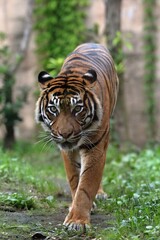 カメラ目線で歩いてくるスマトラトラ