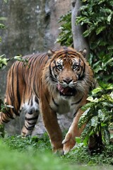 舌を出しながら歩くスマトラトラ