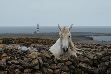 horse on Inishmore with lighthouse in the background