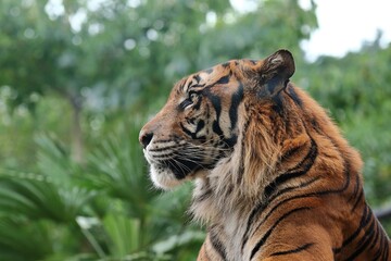 横を向いたスマトラトラの顔のアップ